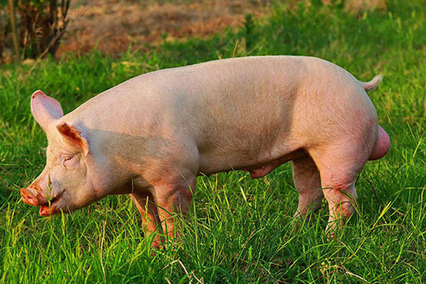 两种饲料添加剂价格，你了解哪些