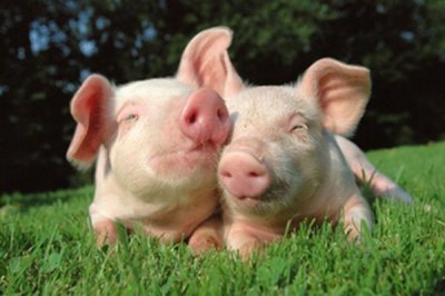 在选购或者使用猪饲料添加剂时一定要注意