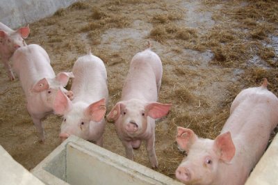 合理对饲料添加剂进行选择和使用