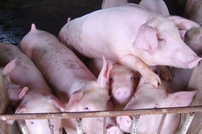 饲料添加剂的基本分类等相关内容详解