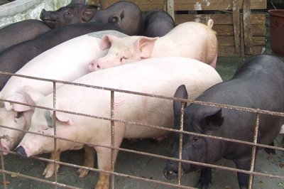 饲料添加剂的基本种类