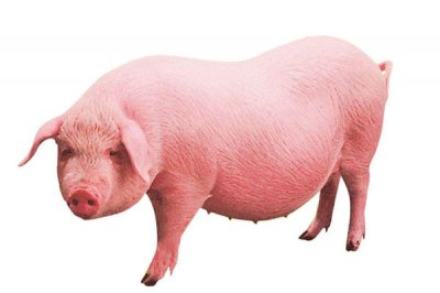 甘露寡糖的特性和功能介绍