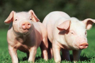 烟酸铬在猪上具有什么作用