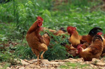 二甲酸钾对家畜的影响