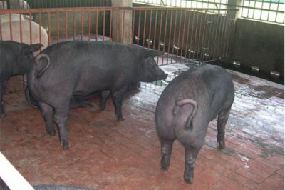 大家知道吗？饲料添加剂的运用要合理