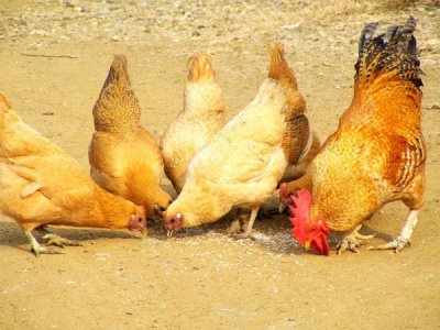 不能搭配在一起使用的饲料添加剂你知道吗?