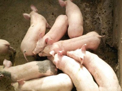 巧用饲料添加剂,让养猪更加简单