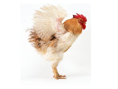 影响饲料添加剂的效果这三点