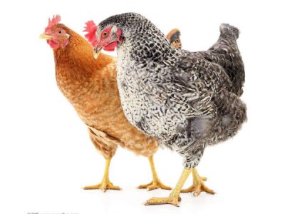 壳红素改善蛋壳质量