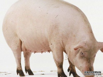 央视、猪价齐发声：猪价后期有涨 三大利好局面再现