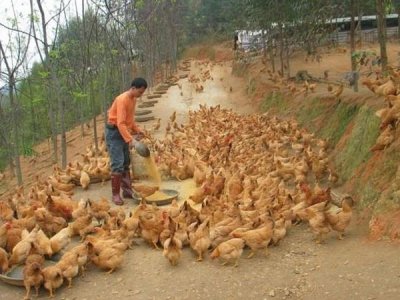 家禽常用的四大饲料添加剂