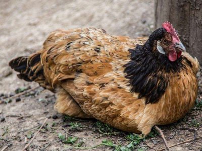 饲料添加剂生产厂家告诉您饲料添加剂的三大使用原则