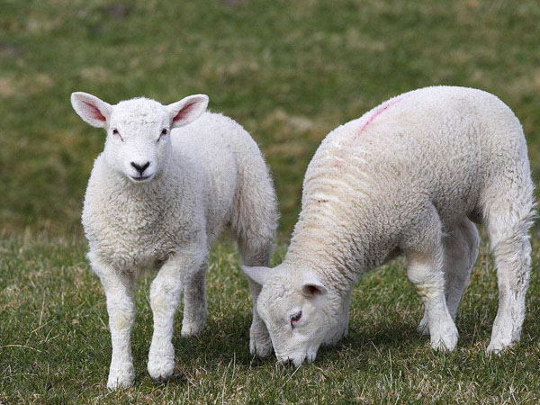 饲料添加剂生产厂家