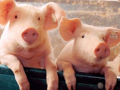 养大于防，防大于治