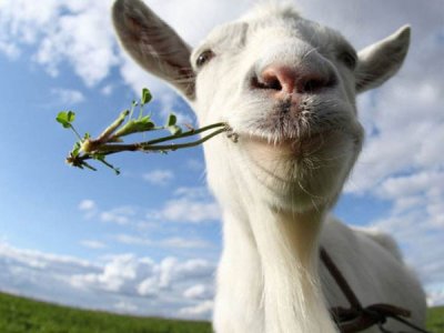 我们养鸡的时候为什么要加大蒜素