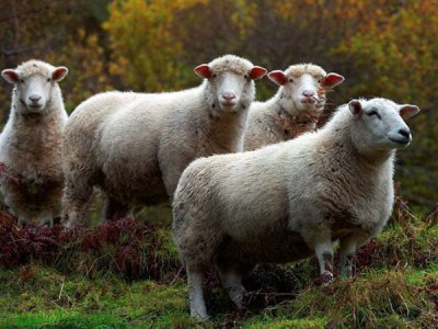 饲料添加剂有妙招 加入大蒜渣粉效果好