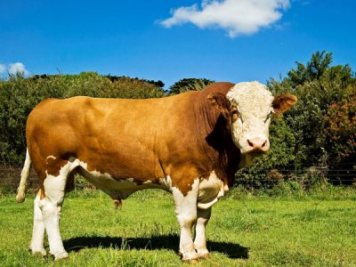 饲料添加剂中蛋白质不是越多越好