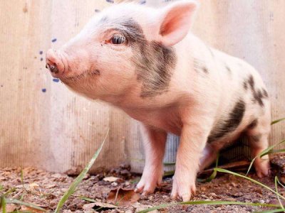 猪饲料添加剂中含有绿茶效果好