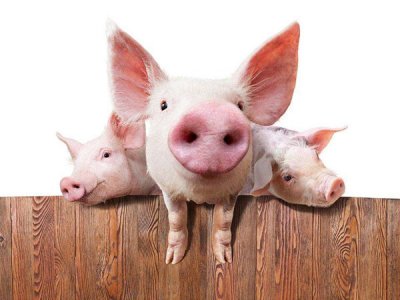 猪饲料添加剂的应用