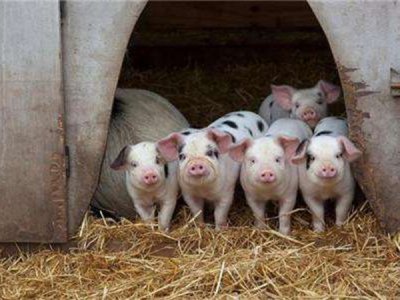 饲料添加剂的种类及使用